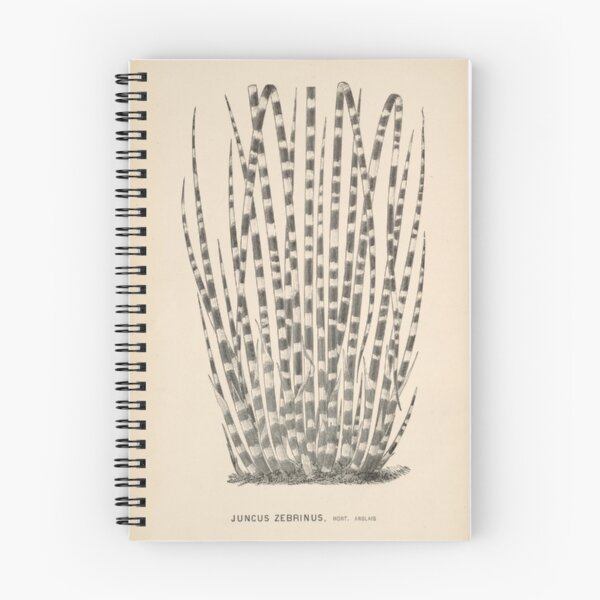 Item preview, Zebra Grass Plant designed and sold by BlueSpecsStudio.