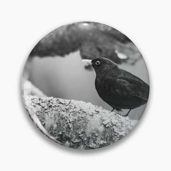 Item preview, Just a bit unsure. Eurasian blackbird bw designed and sold by Jouko Lehto Photography.