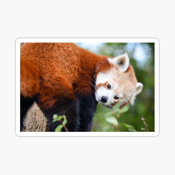 Panda Eye Stickers For Sale Redbubble