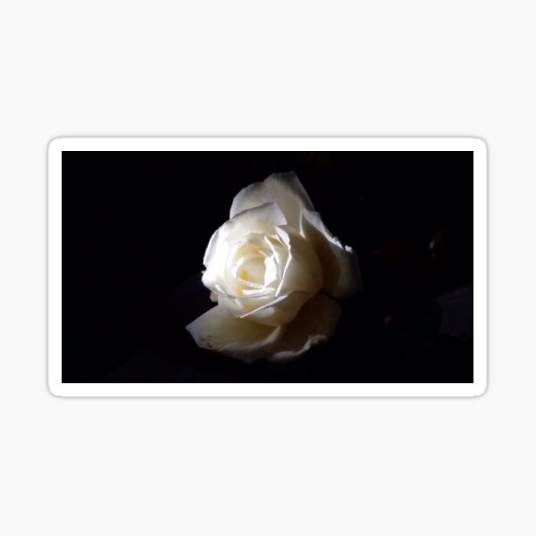 "Beautiful single white rose" Sticker for Sale by CJPdesigns Redbubble