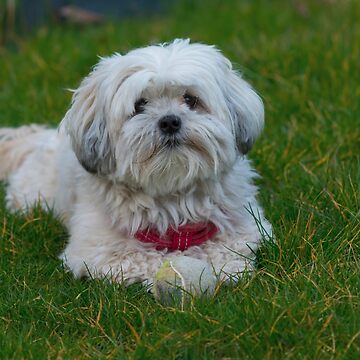 Maltese Dog Shih tzu mix in red harness resting after playing fetch with tennis ball Mask for Sale by LordOfTheShirts Redbubble