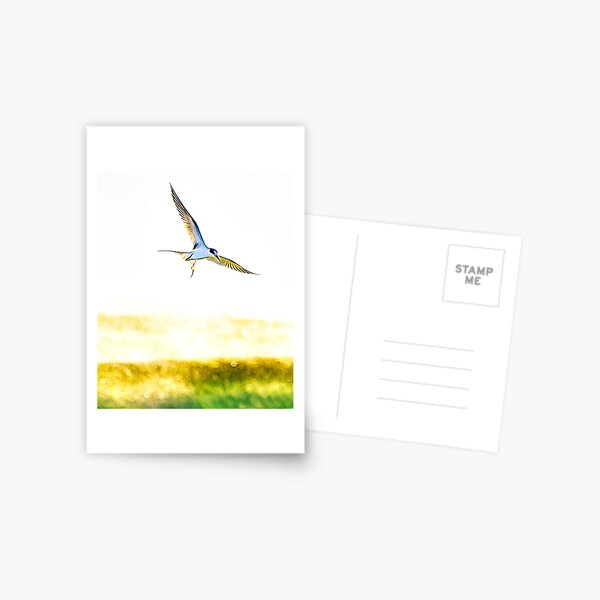 Soaring Tern Postcard