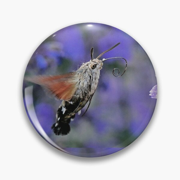 Item preview, New Finition r1602/  Most Beautiful Photos BIG  Best THE SPHINX (butterfly) Never seen here 16 (c)(t) by Olao-Olavia / Okaio Créations  by fz 1000 353.000 photos designed and sold by o.okaïo.