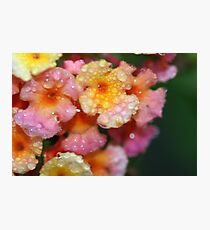 lantana in the rain by bs hilton Photographic Print