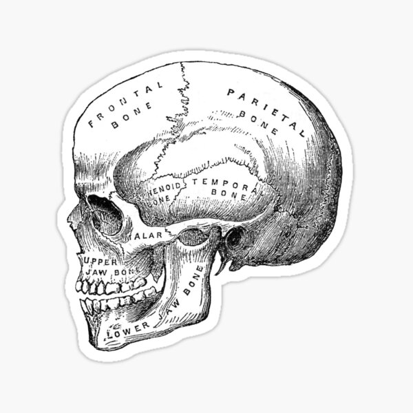 Human skull with heart love eyes for valentine day. Vector object scull  illustration. People bone design isolated on black background. Halloween  symbol., Stock vector