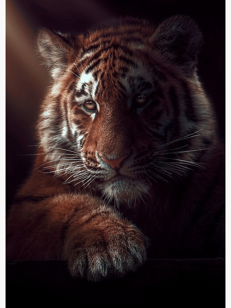 baby tiger wallpaper art work poster | Poster
