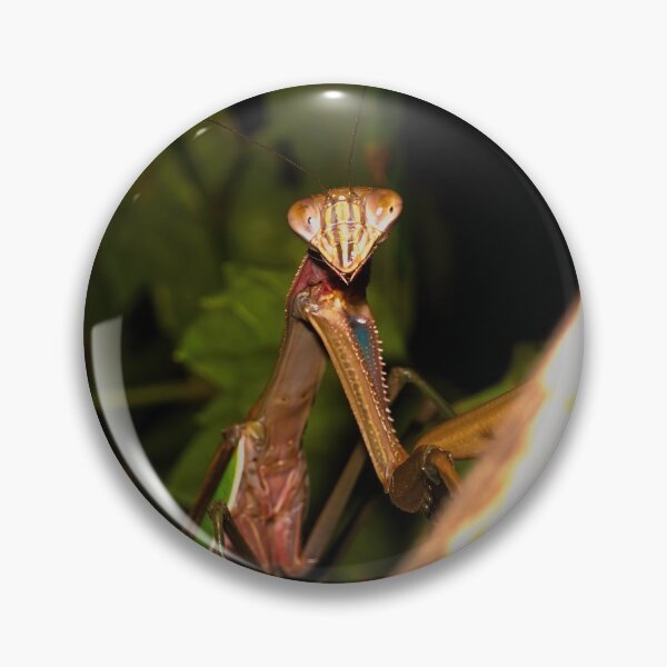 Item preview, Green Chinese Mantis Macro closeup leaves 2 designed and sold by Frank Soos.