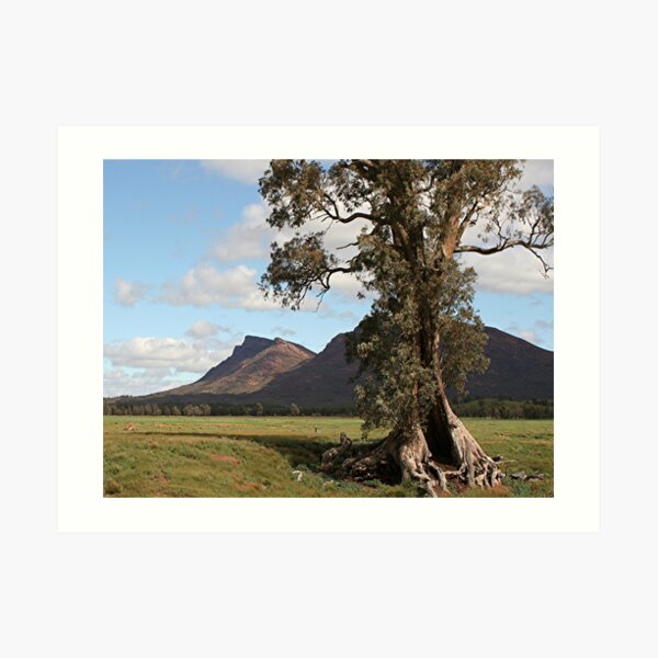 Gumtree & Wilpena Pound, Flinders Ranges, Australia Art Print
