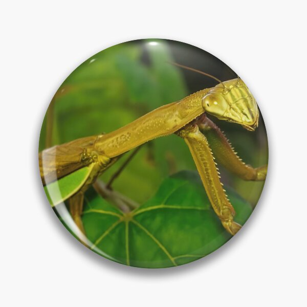 Item preview, Green Chinese Mantis Macro closeup leaves 4 designed and sold by Frank Soos.