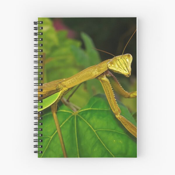 Item preview, Green Chinese Mantis Macro closeup leaves 4 designed and sold by Frank Soos.