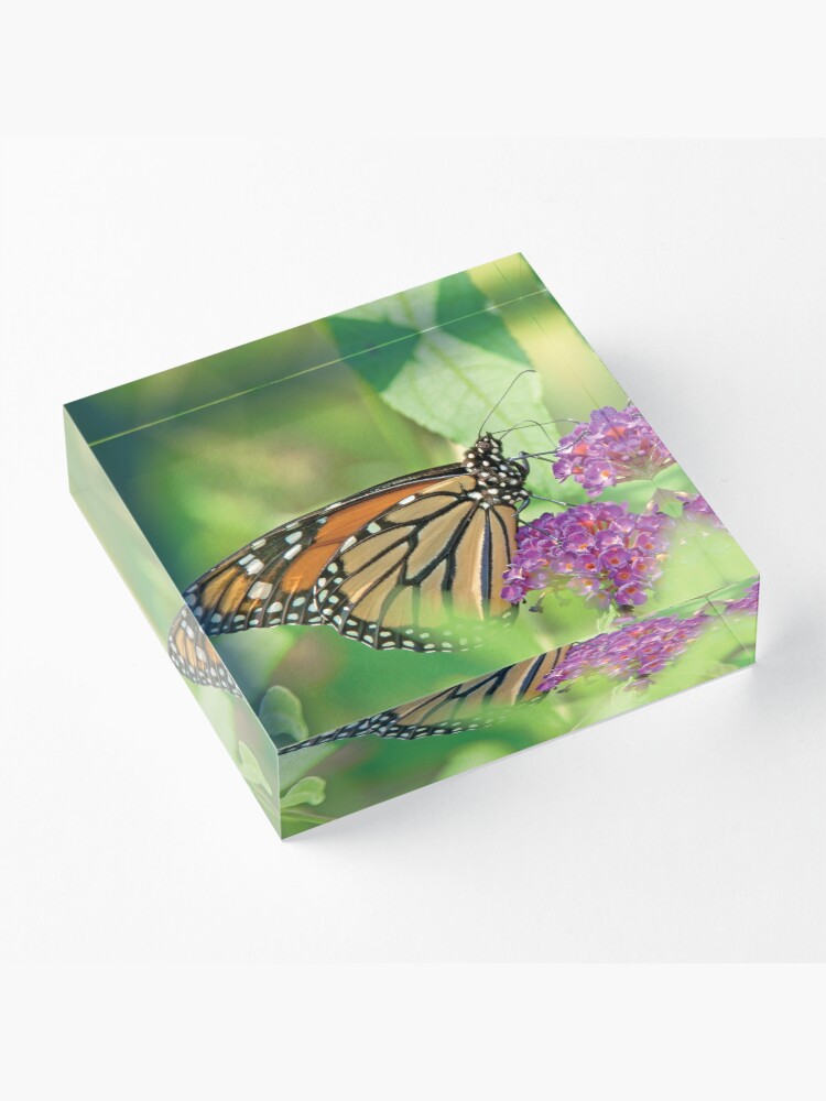 Alternate view of Monarch Butterfly on Butterfly Bush Acrylic Block