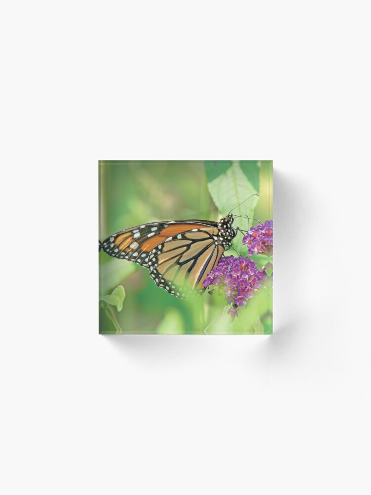 Alternate view of Monarch Butterfly on Butterfly Bush Acrylic Block