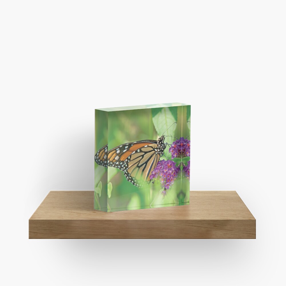 Monarch Butterfly on Butterfly Bush Acrylic Block