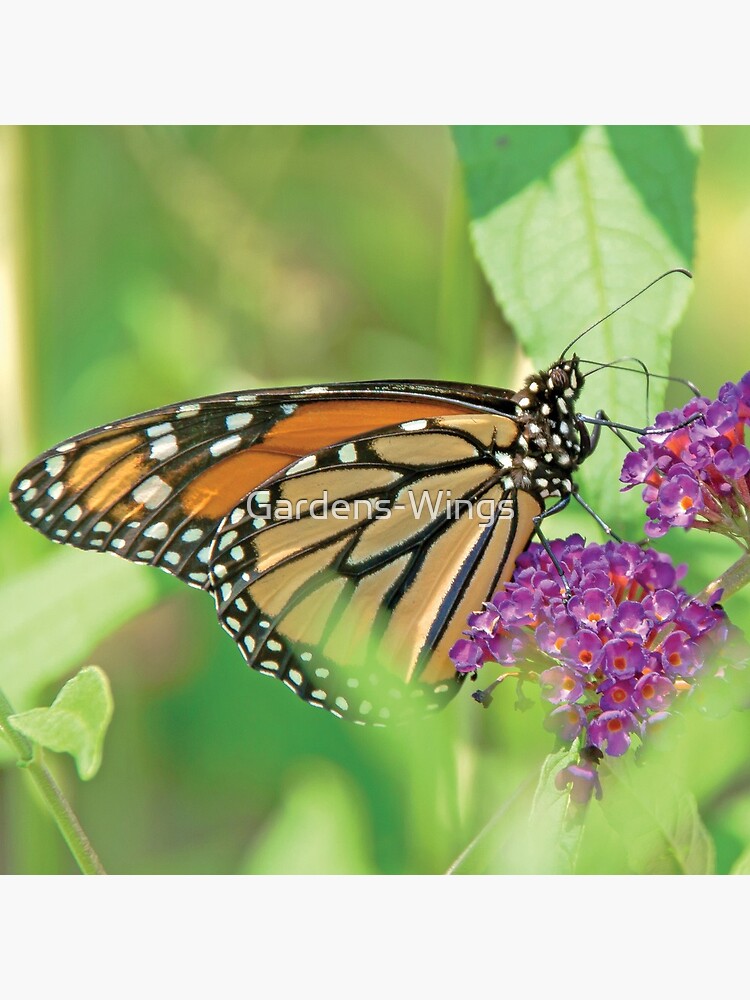 Monarch Butterfly on Butterfly Bush by Gardens-Wings