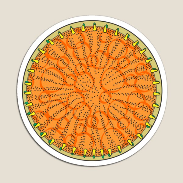 Item preview, Diatom - Stephanodiscus coruscus (artwork) designed and sold by DiatomsATTACK.