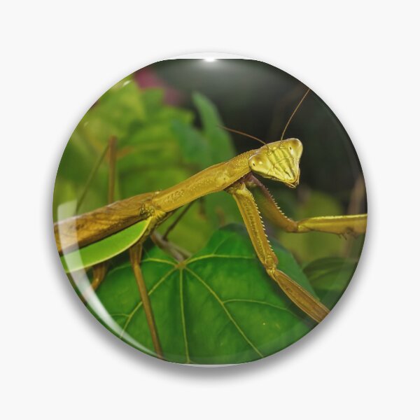 Item preview, Green Chinese Mantis Macro closeup leaves 3 designed and sold by Frank Soos.
