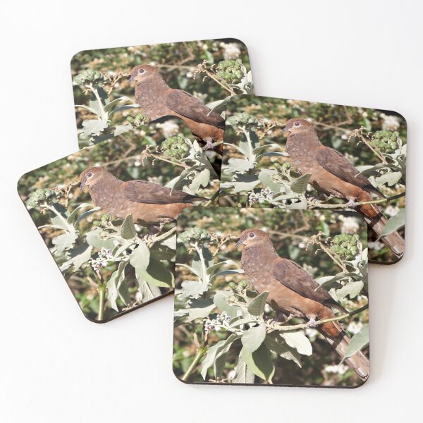 Item preview, Brown Cuckoo-dove designed and sold by Robert Elliott.