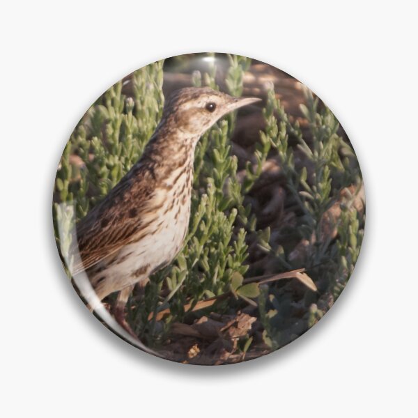 Item preview, Australian (Richard's) Pipit designed and sold by Robert Elliott.
