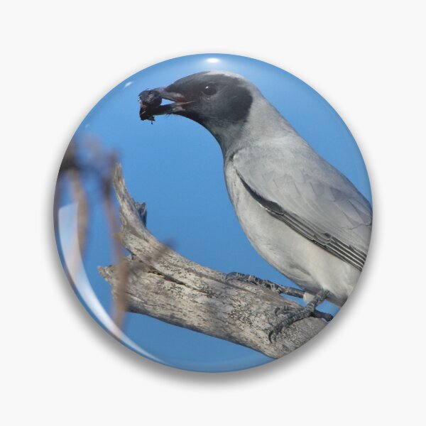 Item preview, A Plain Jane ~ Black-faced Cuckoo-shrike designed and sold by Robert Elliott.
