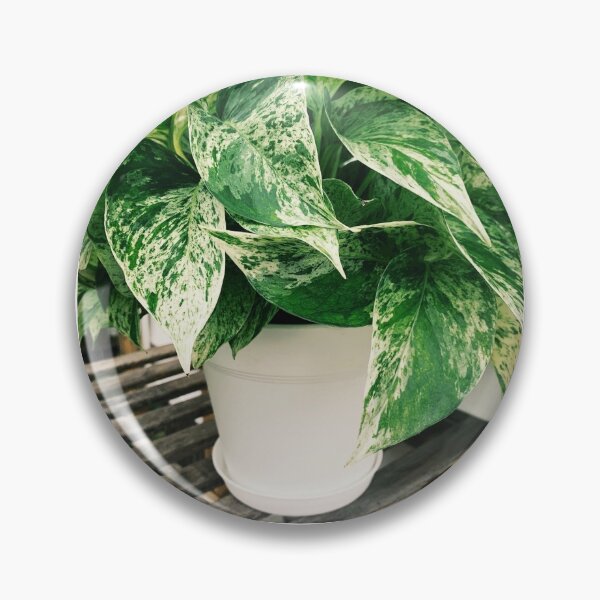 Item preview, Marble Queen Pothos 5 designed and sold by grdnstplantmom.