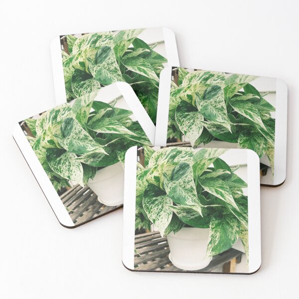 Item preview, Marble Queen Pothos 5 designed and sold by grdnstplantmom.