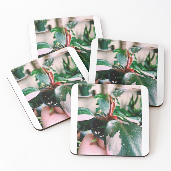 Item preview, Philodendron Pink Princess 2 designed and sold by grdnstplantmom.