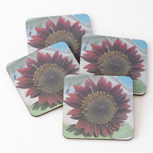 Item preview, Chocolate Cherry Sunflower designed and sold by grdnstplantmom.