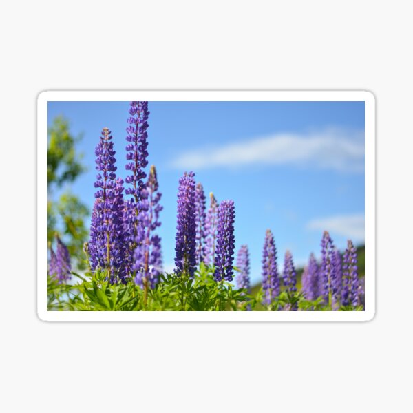 Item preview, Lupines in the White Mountains designed and sold by emmarsheehan.
