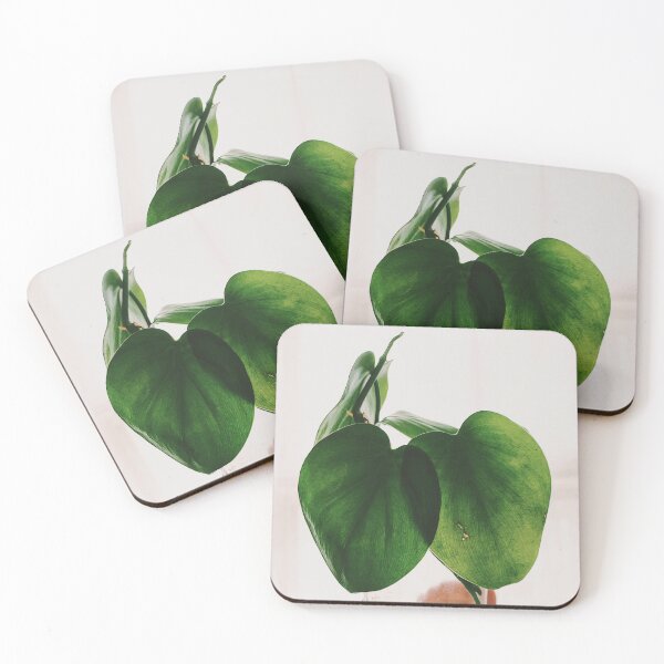 Item preview, Heartleaf Philodendron designed and sold by grdnstplantmom.