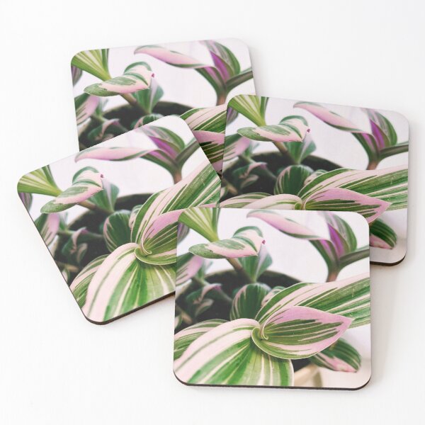 Item preview, Tradescantia Nanouk designed and sold by grdnstplantmom.