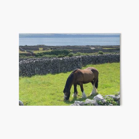 Horse Inis Oirr, Ireland Art Board Print