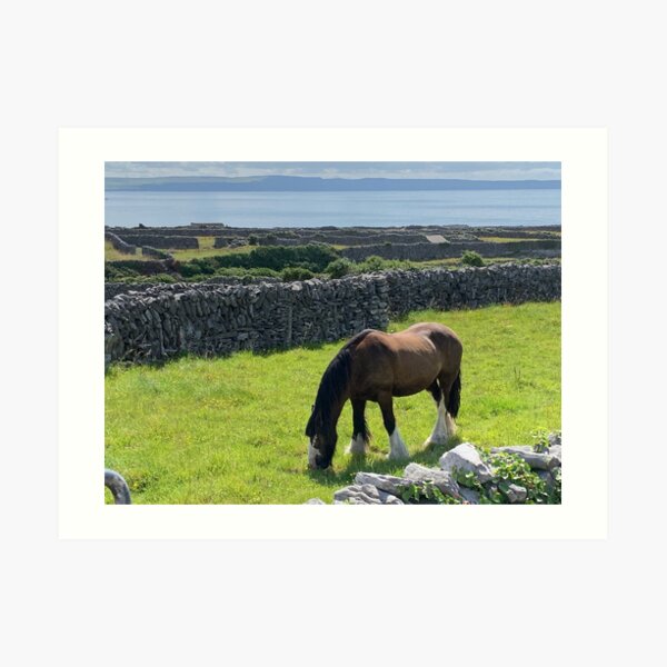 Horse Inis Oirr, Ireland Art Print
