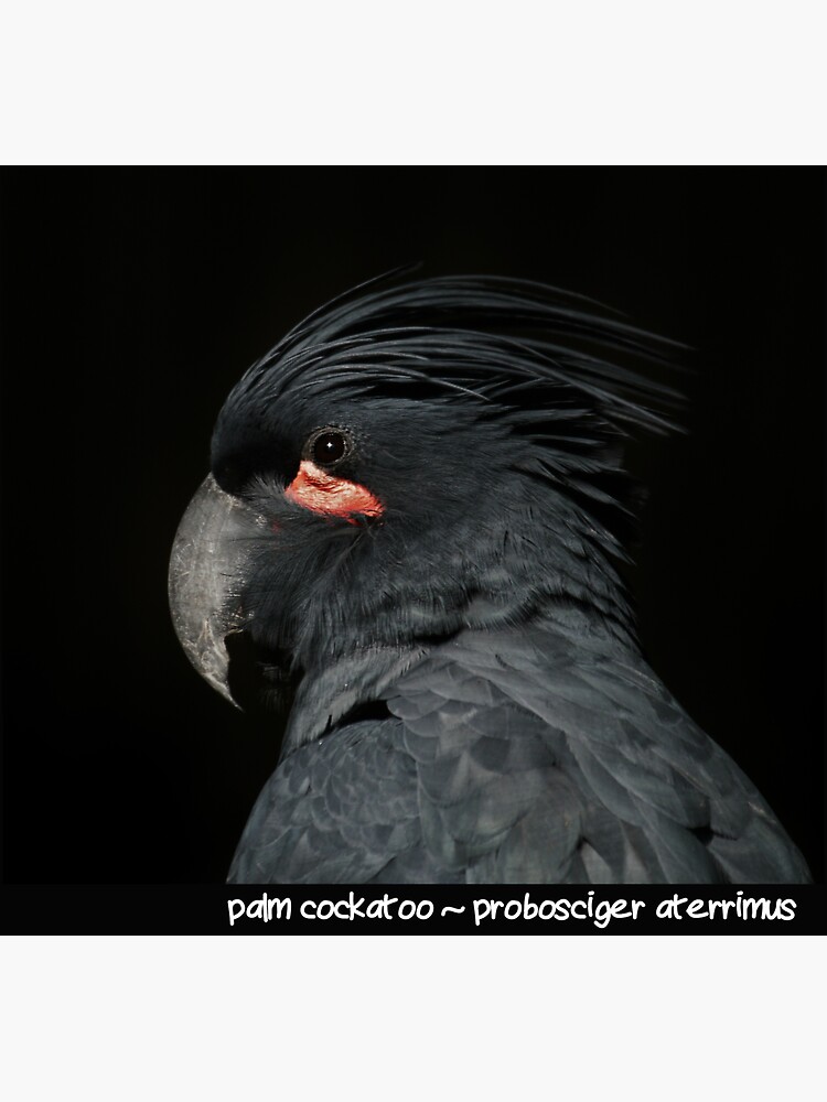 palm cockatoo by rogersmith