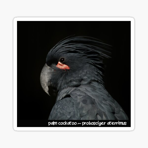 palm cockatoo Sticker