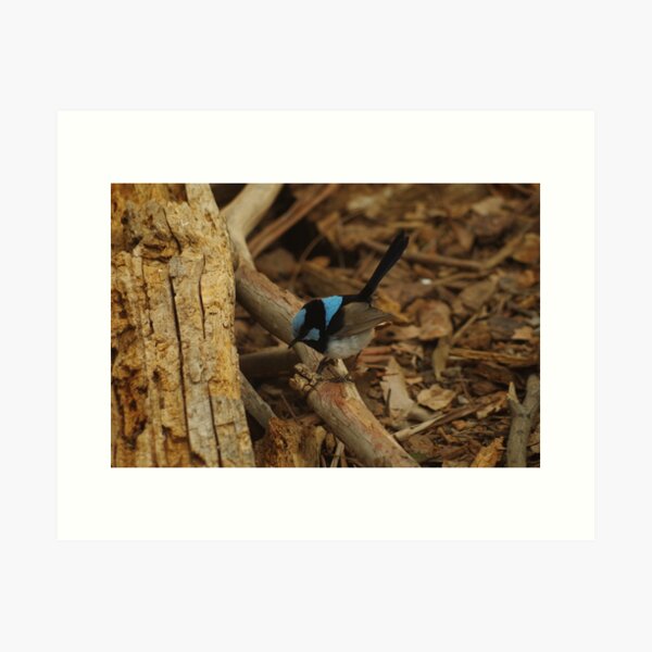 Item preview, Superb Fairy Wren designed and sold by Paul Chubb.