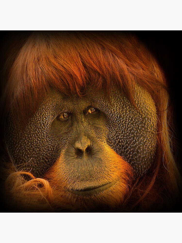 orangutan by rogersmith