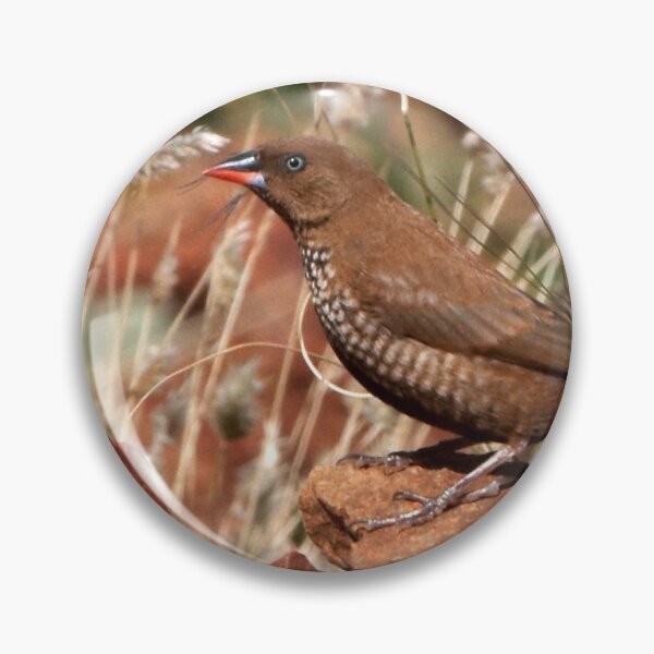 Item preview, Painted Finch ~ The young one designed and sold by Robert Elliott.