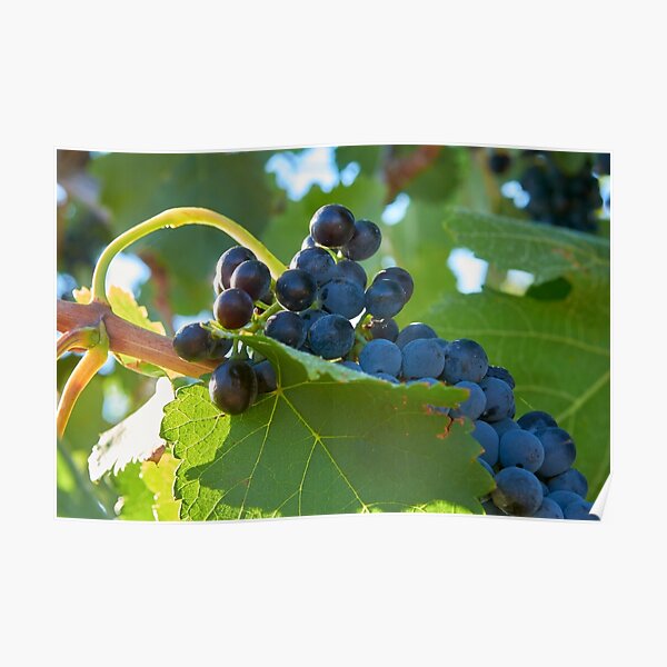 Australian shiraz grapes ripe for picking Poster