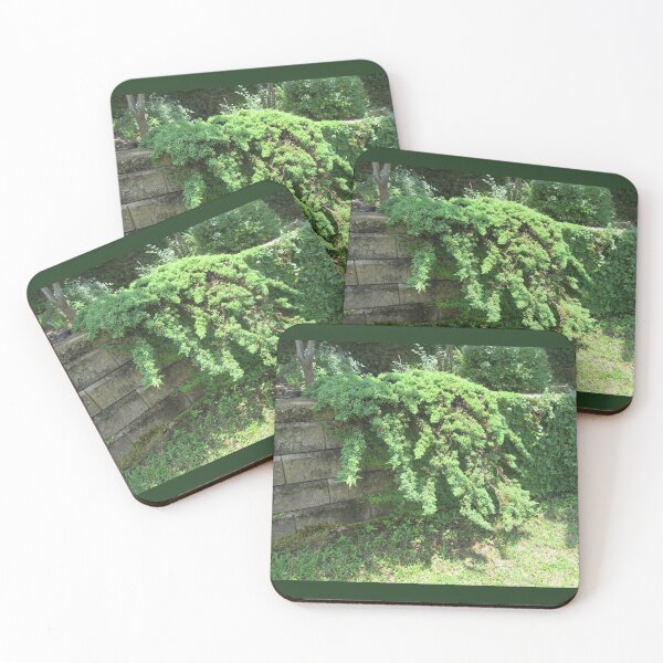 Item preview, Plants Hanging over a Wall designed and sold by Mariann Moritz.