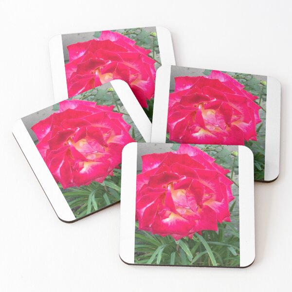 Item preview, A Single Red Rose in Bush designed and sold by RONZk.