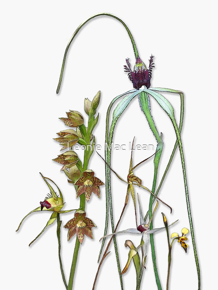 Orchids of Australia 1 by yallmia