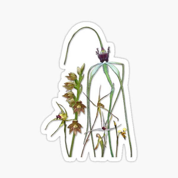 Orchids of Australia 1 Sticker