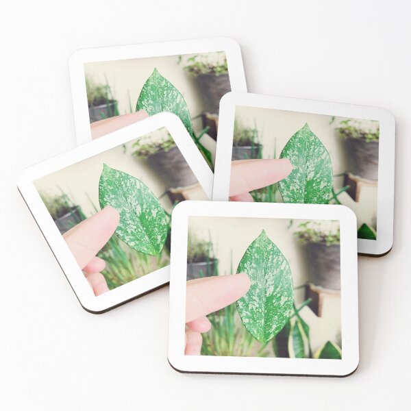 Item preview, Hoya Pubicalyx Splash-Propagation designed and sold by grdnstplantmom.