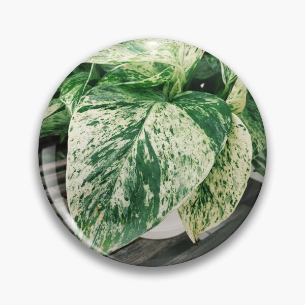 Item preview, Marble Queen Pothos 6 designed and sold by grdnstplantmom.