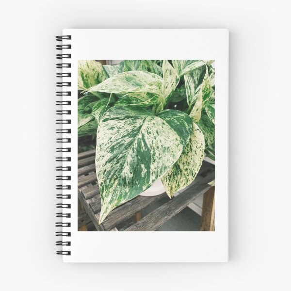 Item preview, Marble Queen Pothos 6 designed and sold by grdnstplantmom.