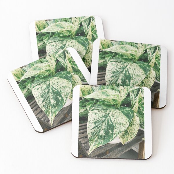 Item preview, Marble Queen Pothos 6 designed and sold by grdnstplantmom.