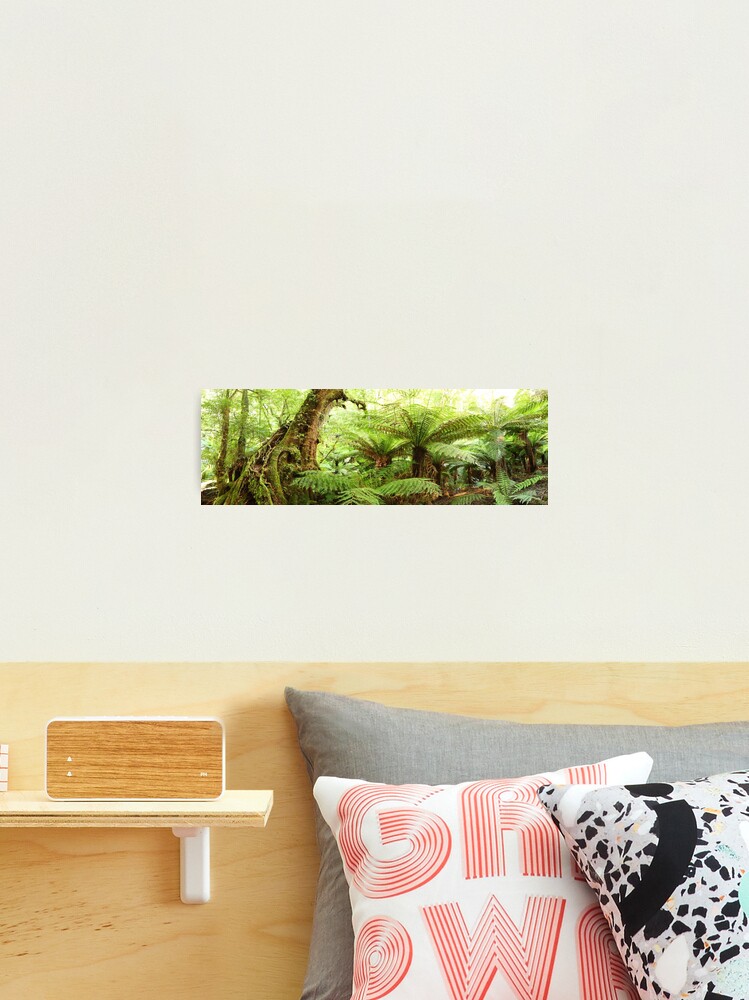 Thumbnail 2 of 3, Photographic Print, Myrtle Tree, Tarra Bulga National Park, Australia designed and sold by Chockstone.