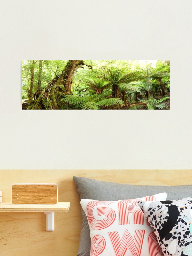 Thumbnail 2 of 3, Photographic Print, Myrtle Tree, Tarra Bulga National Park, Australia designed and sold by Chockstone.