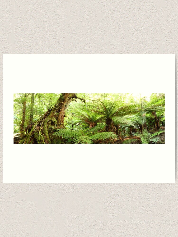 Thumbnail 1 of 3, Art Print, Myrtle Tree, Tarra Bulga National Park, Australia designed and sold by Chockstone.