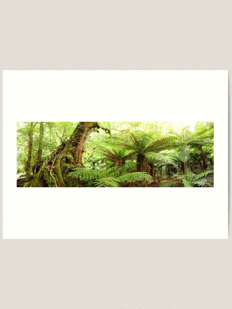 Thumbnail 1 of 3, Art Print, Myrtle Tree, Tarra Bulga National Park, Australia designed and sold by Chockstone.